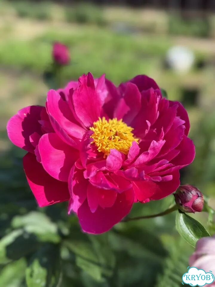 Пион Bulla фото 1
