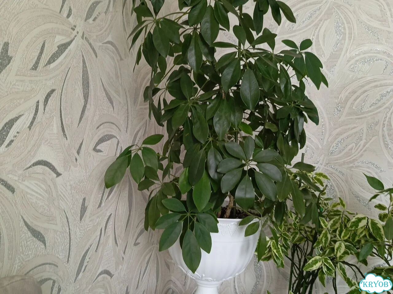 Продам шеффлера комнатный цветок фото 1