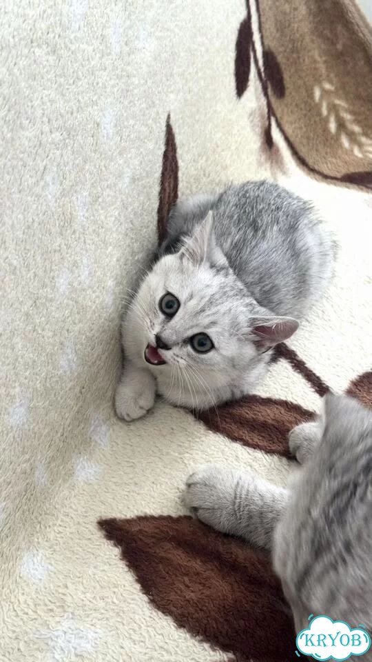 Шотландский прямоухий длинношёрстный котёнок фото 1