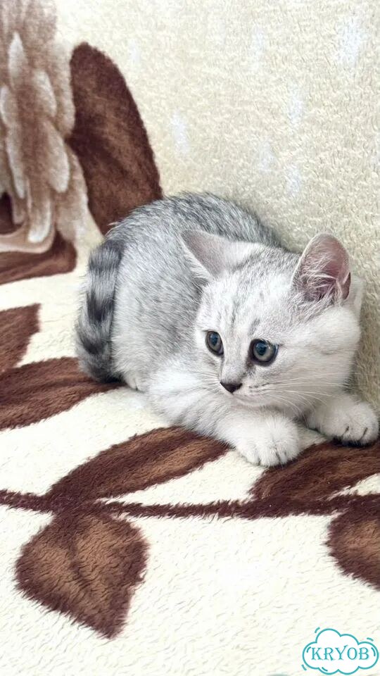 Шотландский прямоухий длинношёрстный котёнок фото 2