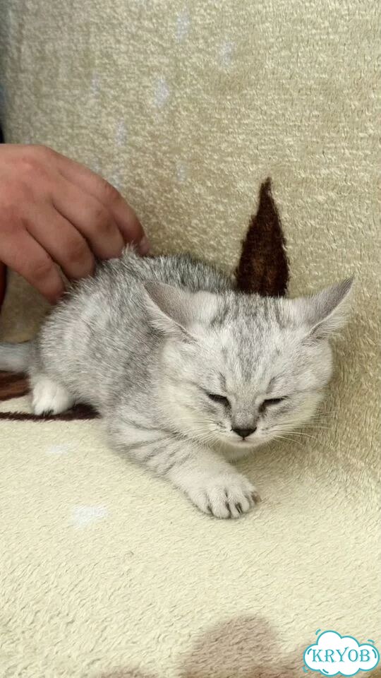 Шотландский прямоухий длинношёрстный котёнок фото 3