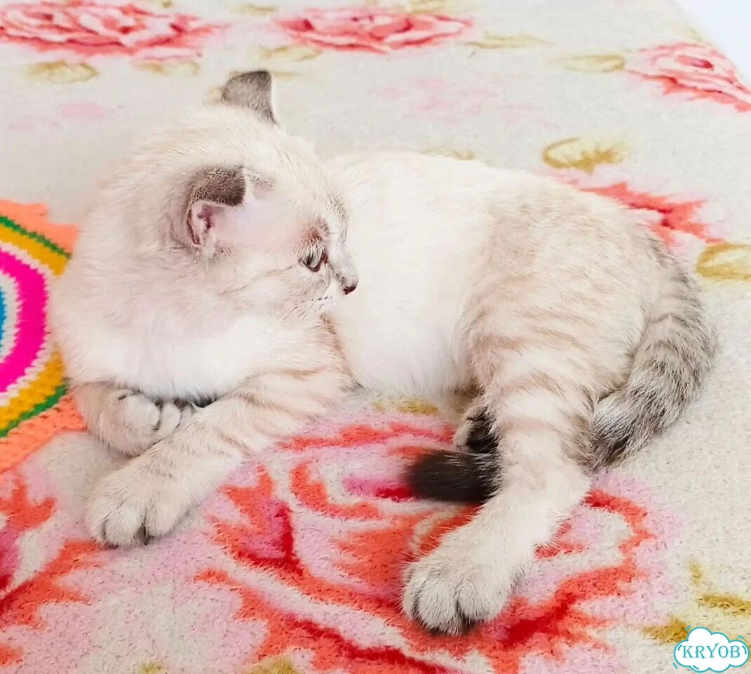 Британский короткошёрстный котёнок фото 2