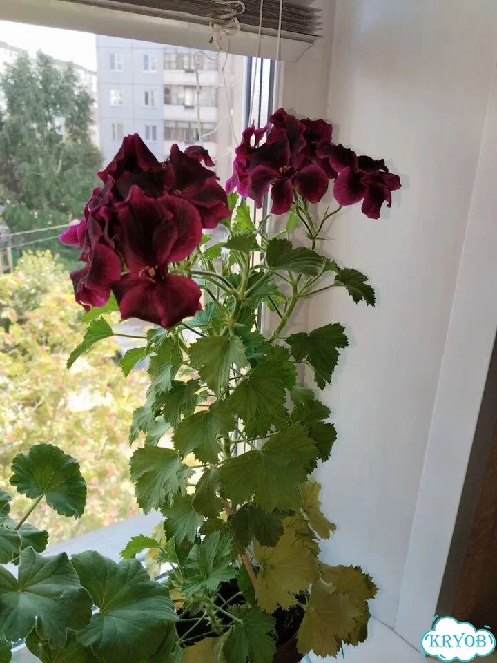 Королевская пеларгония фото 1