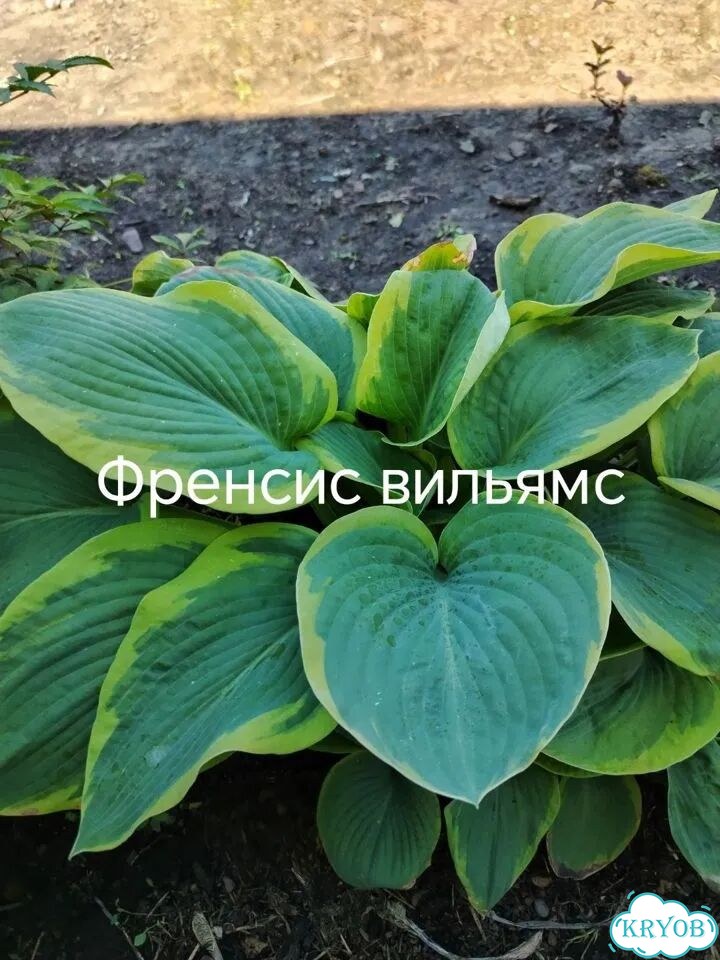 Саженцы хост фото 1