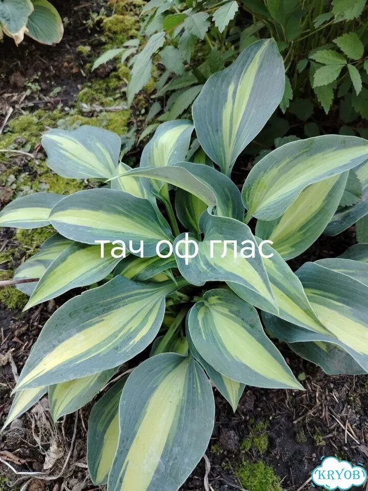 Саженцы хост фото 2