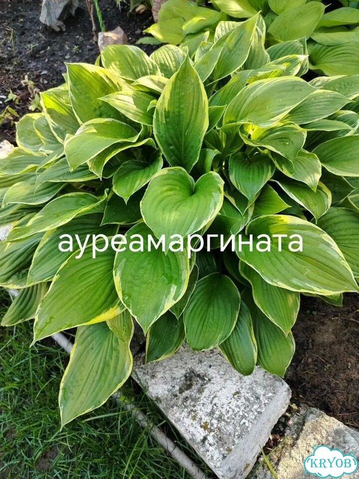 Саженцы хост фото 3