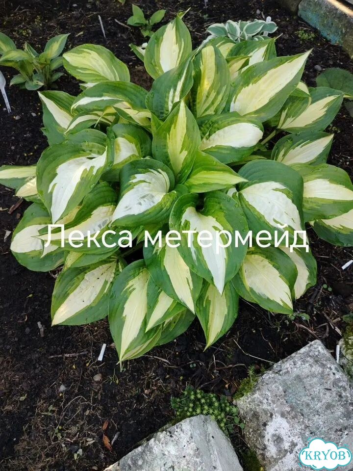 Саженцы хост фото 5