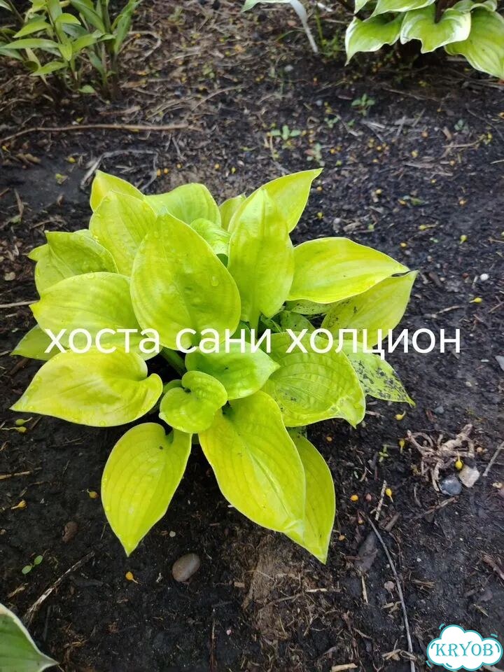 Саженцы хост фото 6
