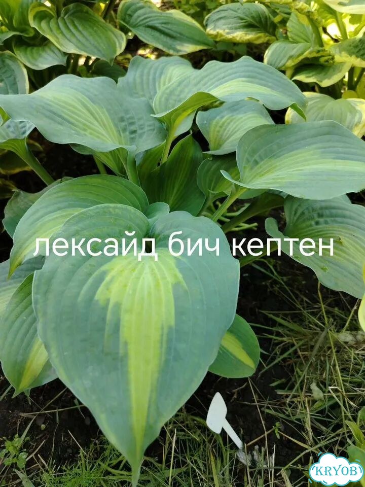 Саженцы хост фото 1