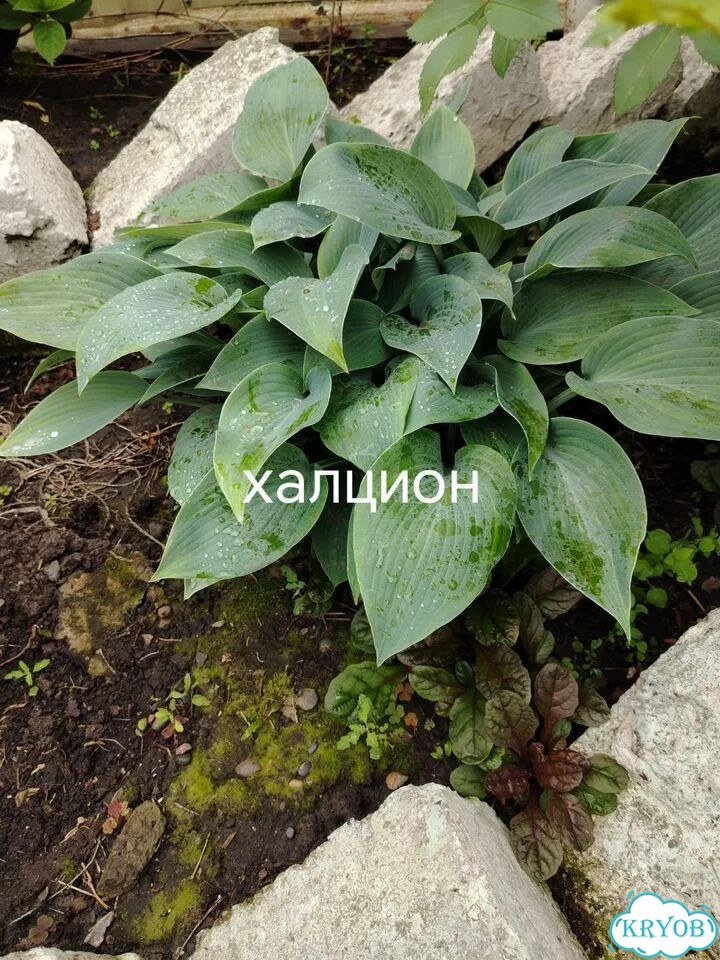 Саженцы хост фото 1