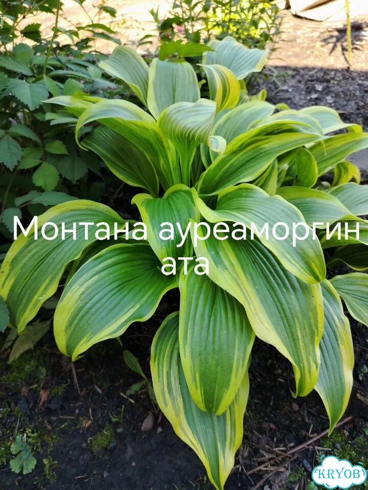 Саженцы хост фото 2