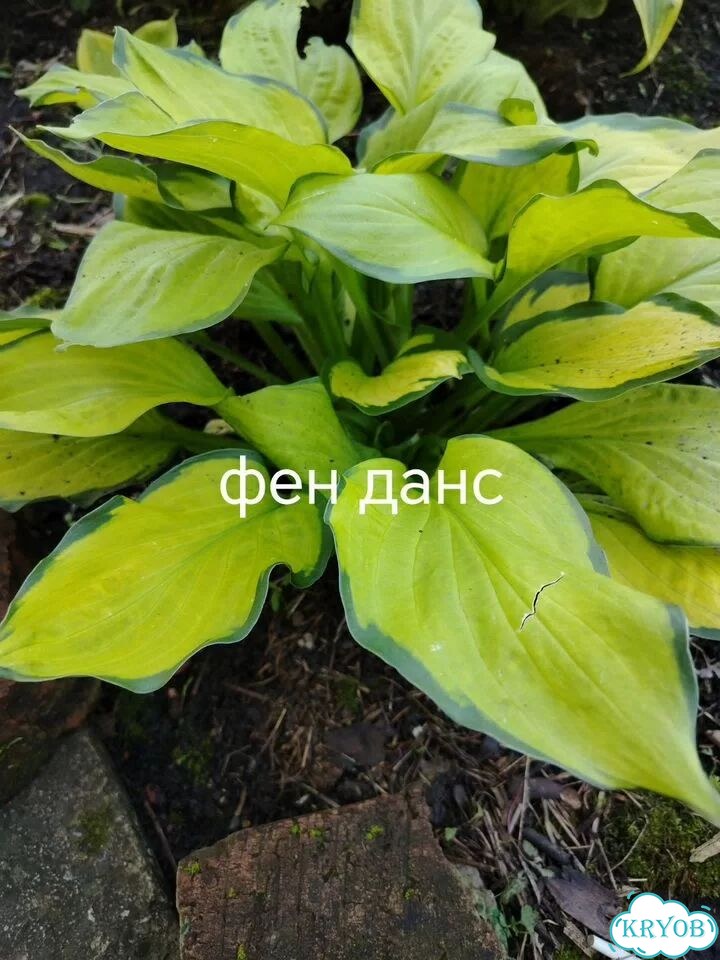 Саженцы хост фото 3