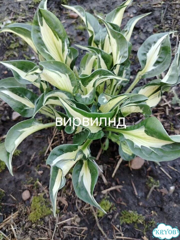 Саженцы хост фото 4