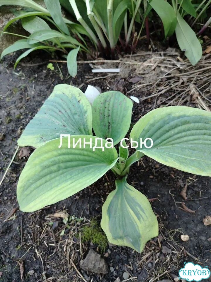 Саженцы хост фото 5