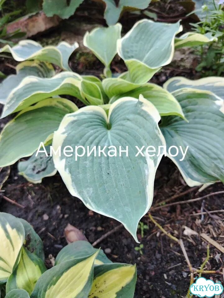 Саженцы хост фото 6
