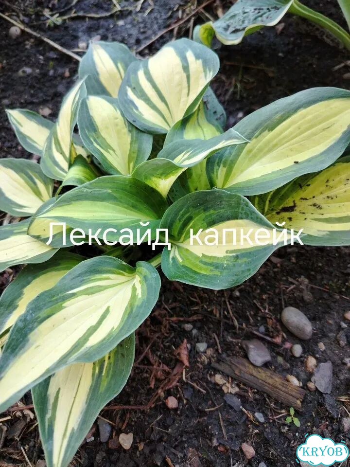Саженцы хост фото 7