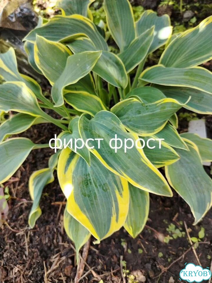 Саженцы хост фото 8