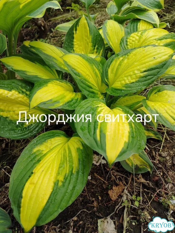 Саженцы хост фото 1