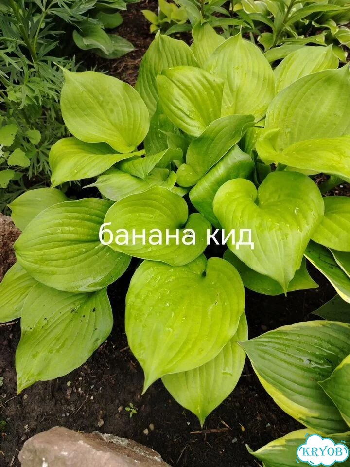Саженцы хост фото 10