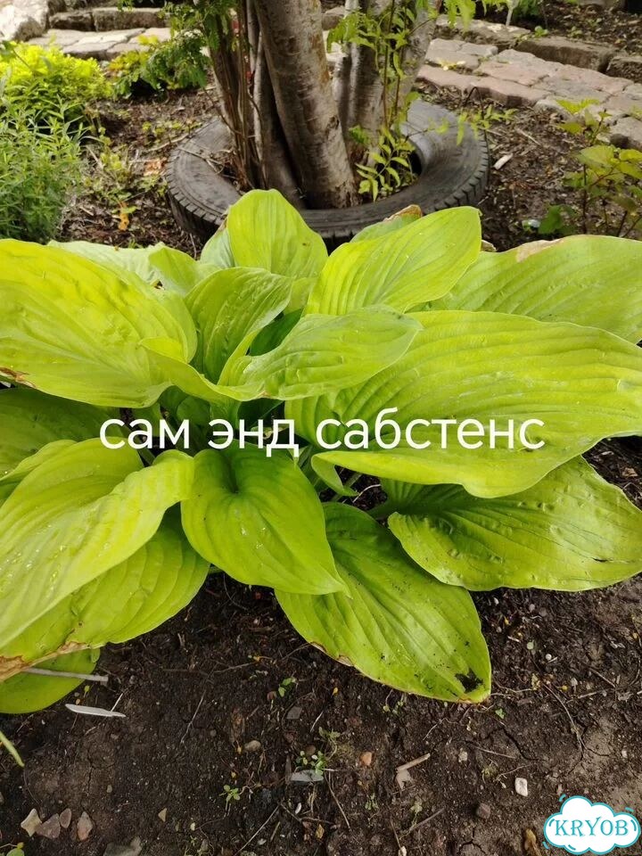 Саженцы хост фото 5