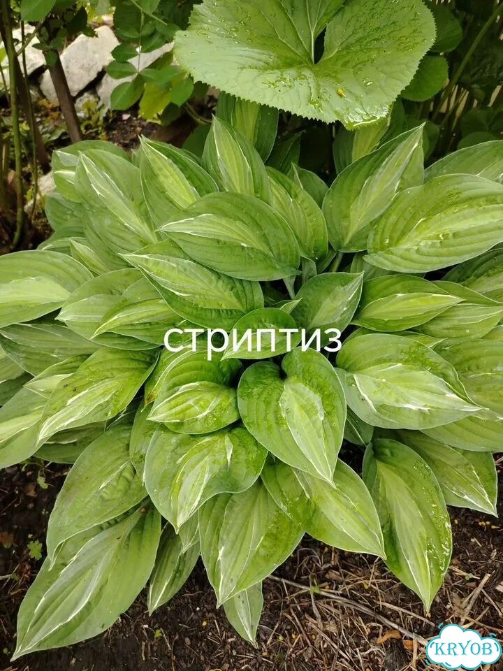 Саженцы хост фото 6