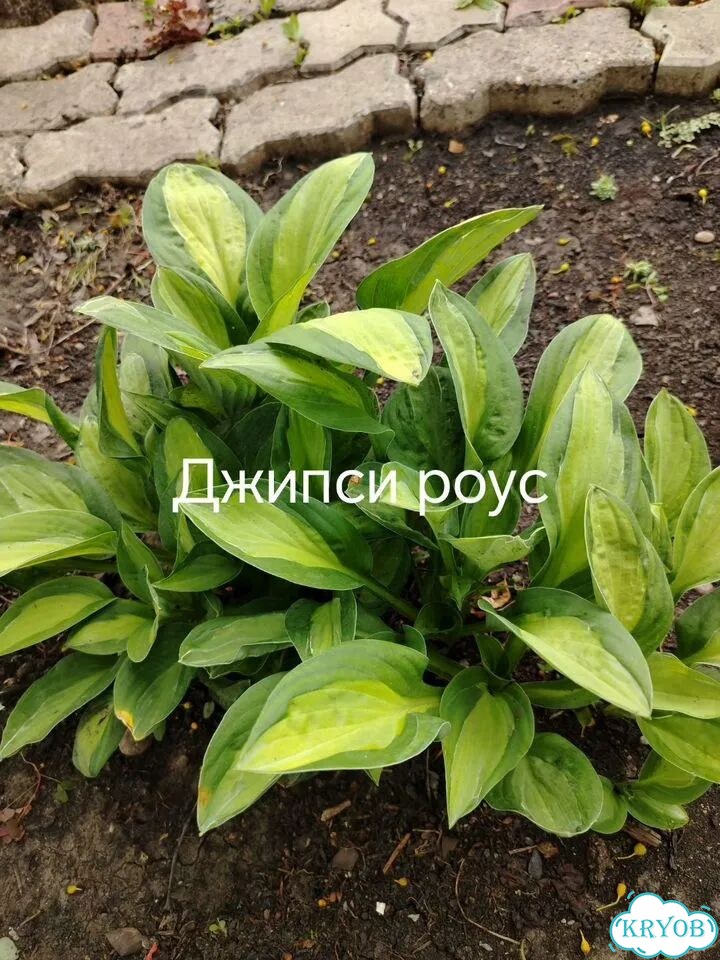 Саженцы хост фото 7