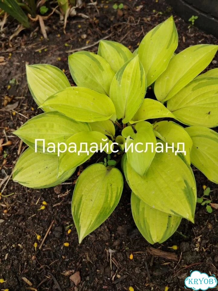 Саженцы хост фото 8