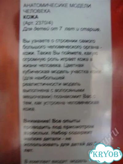 Профессор Эйн. Анатомическая модель Кожа фото 3