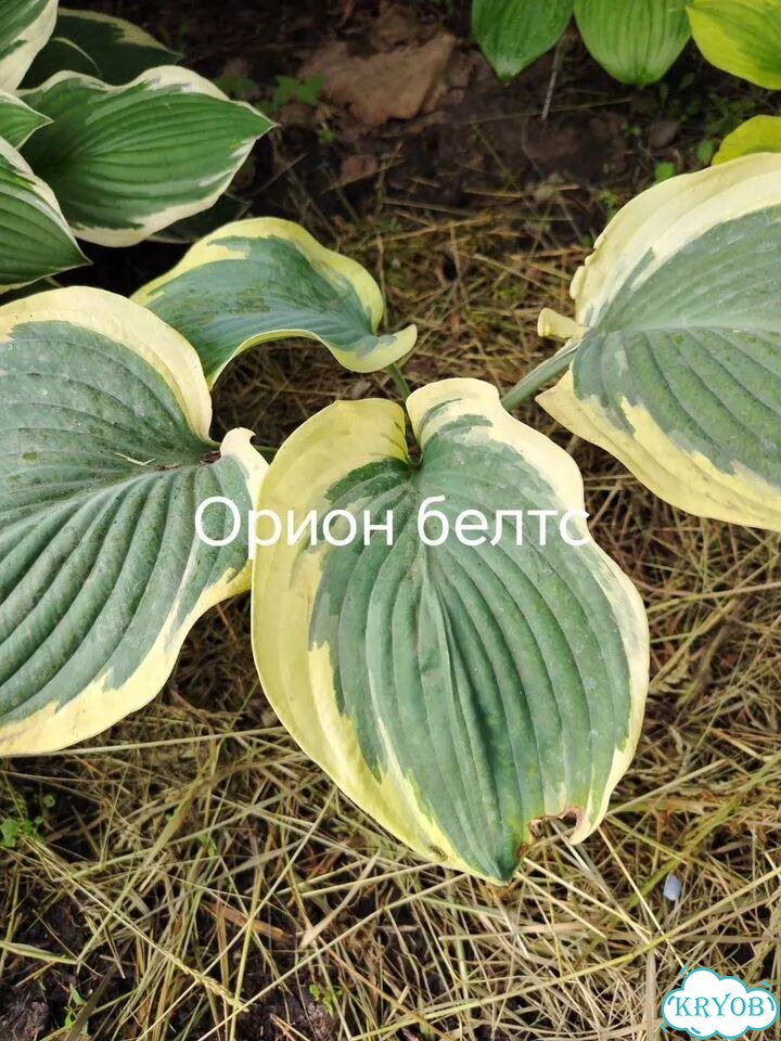 Саженцы хост фото 1
