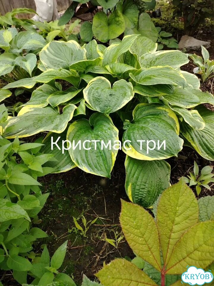 Саженцы хост фото 5
