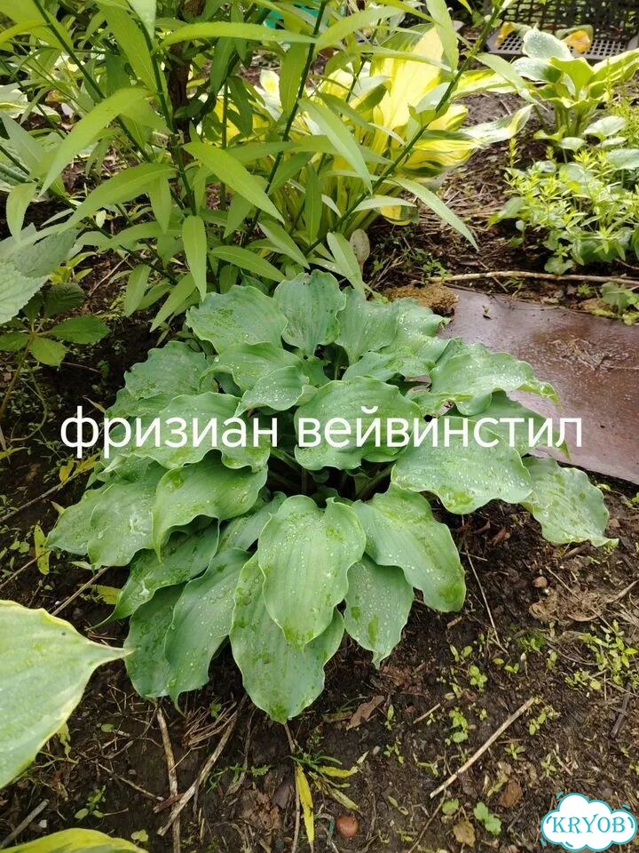 Саженцы хост фото 6