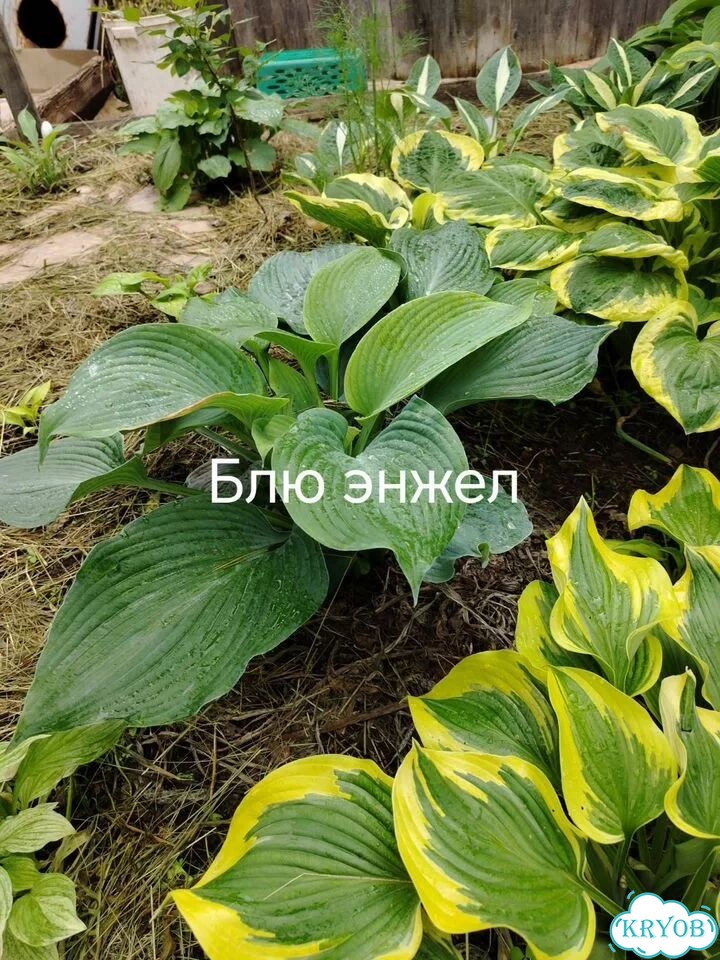 Саженцы хост фото 7