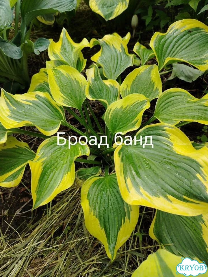 Саженцы хост фото 8