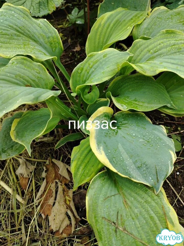 Саженцы хост фото 9
