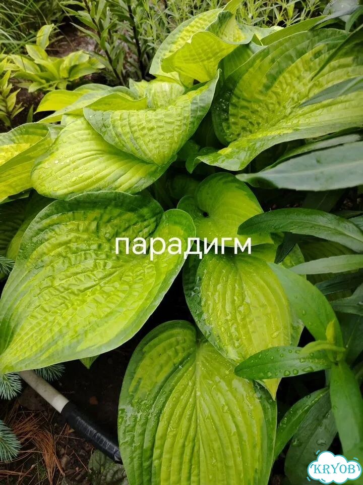 Саженцы хост фото 1