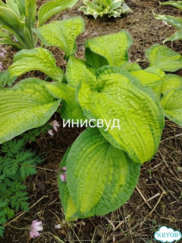 Саженцы хосты фото 2