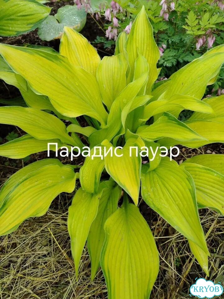 Саженцы хосты фото 3