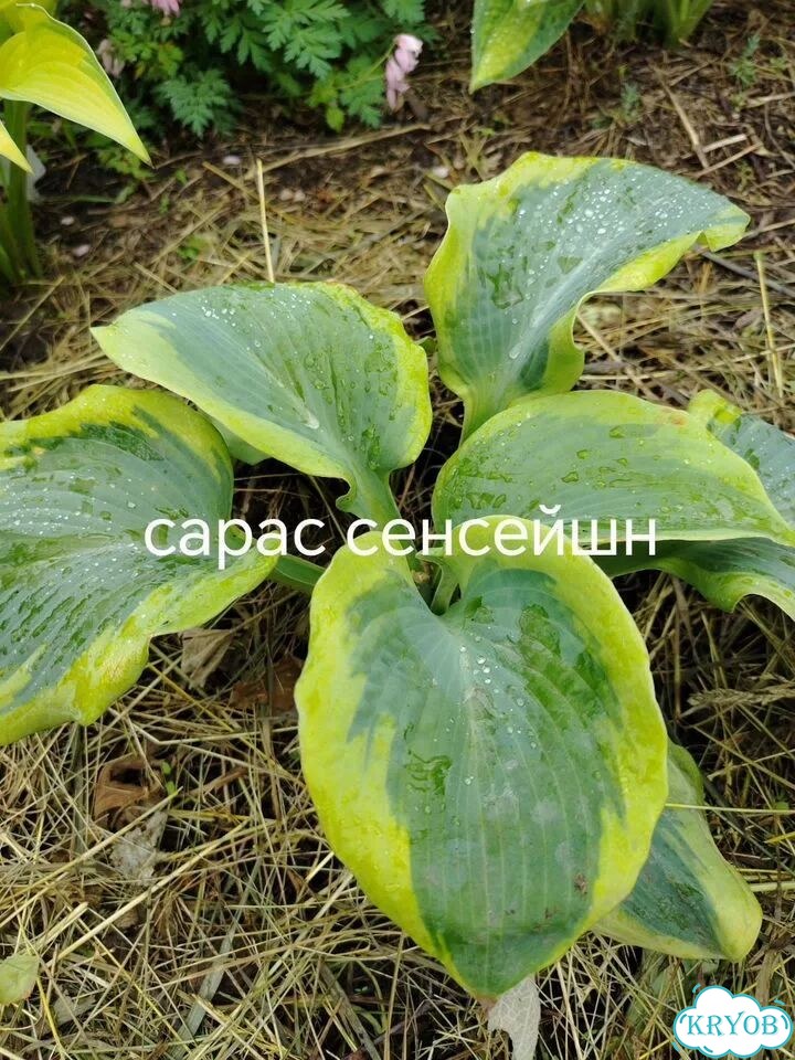 Саженцы хосты фото 4