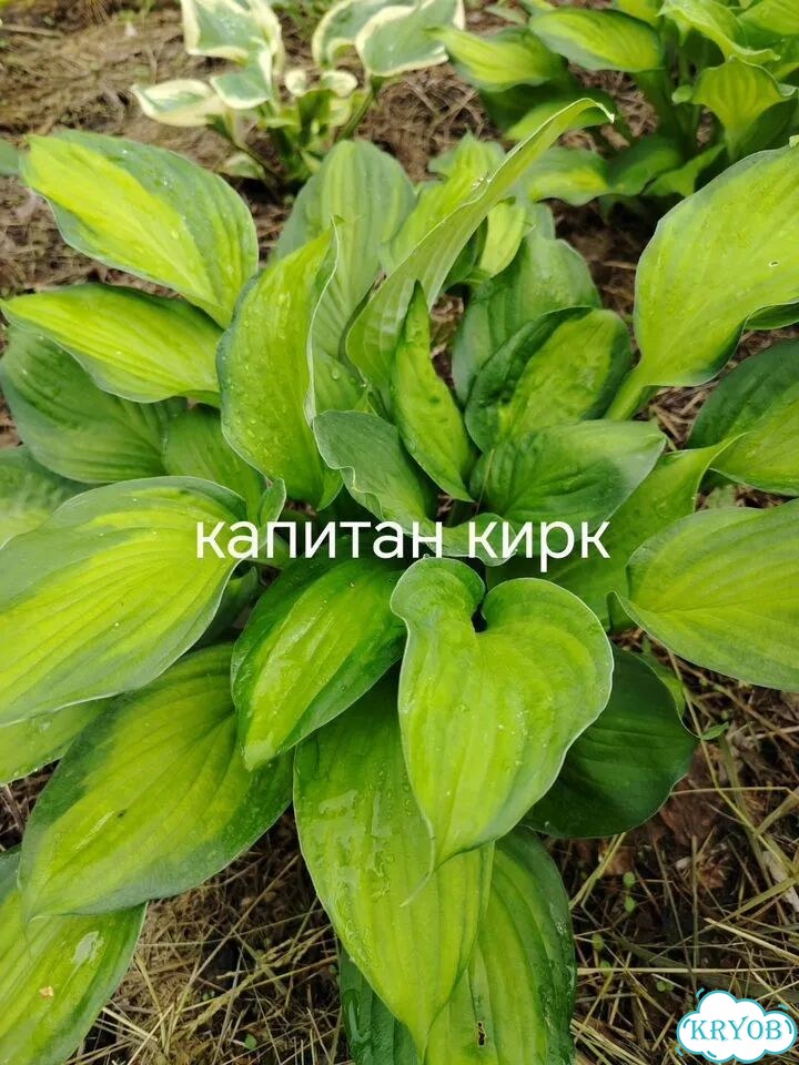 Саженцы хосты фото 5