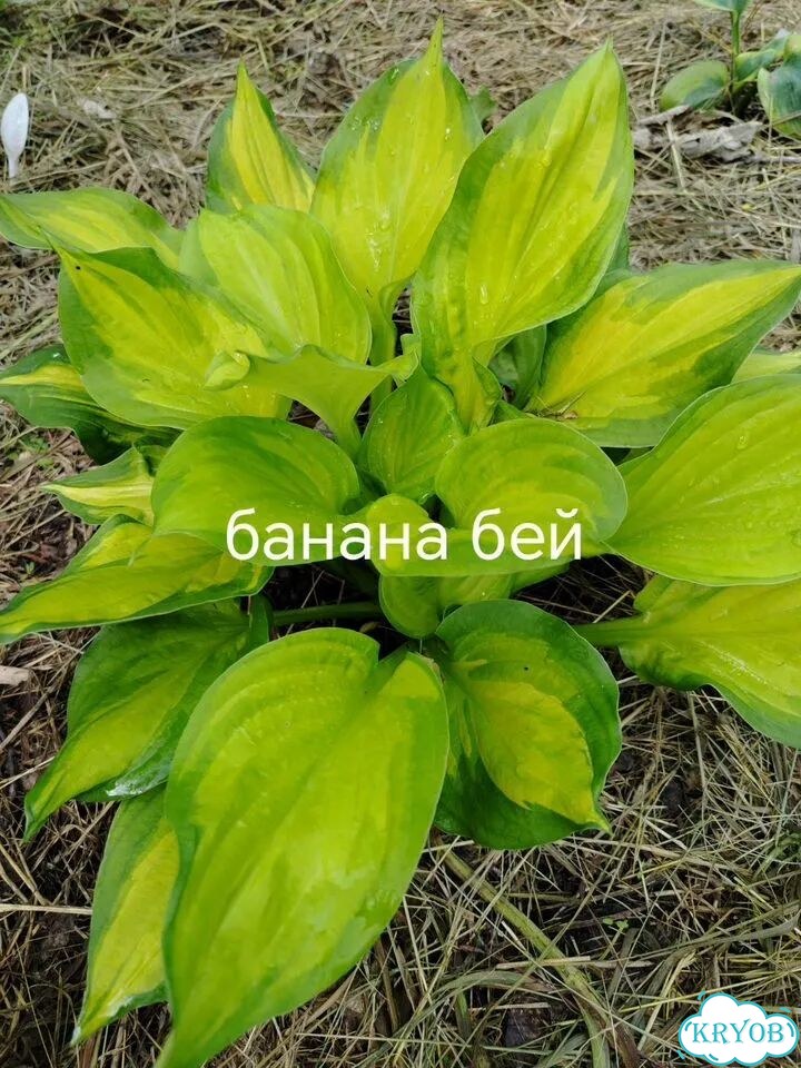 Саженцы хосты фото 6