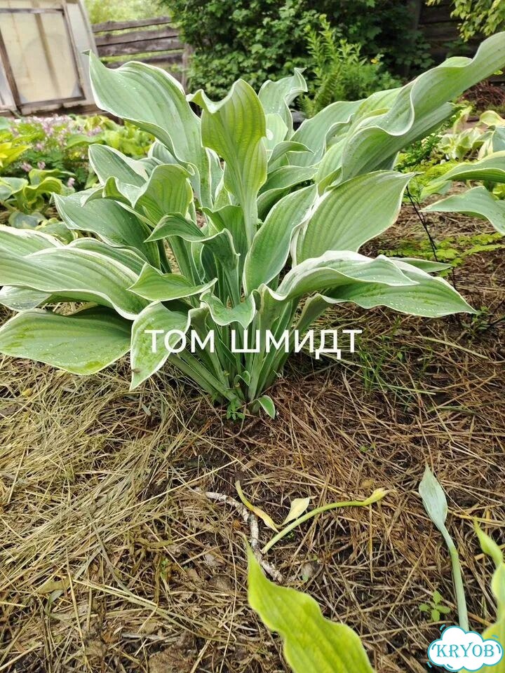 Саженцы хосты фото 7
