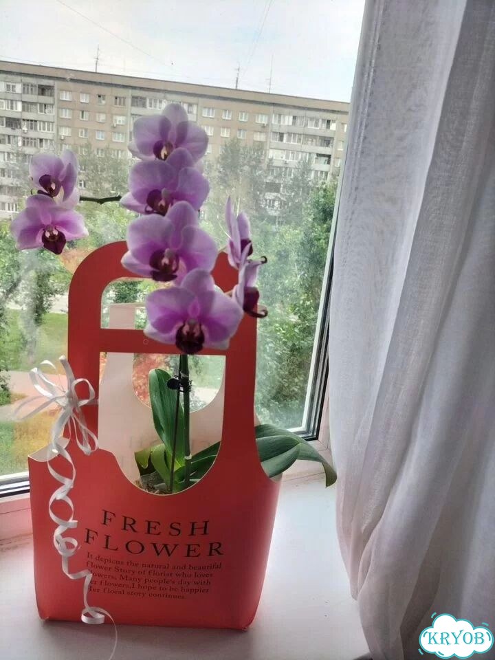 Орхидея фаленопсис фото 1