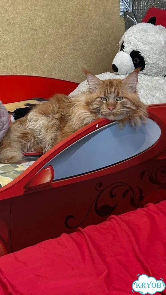 Мейн-кун котёнок фото 5