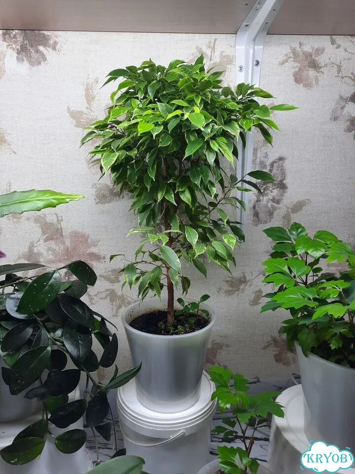 Низкорослый мелколистный фикус фото 1