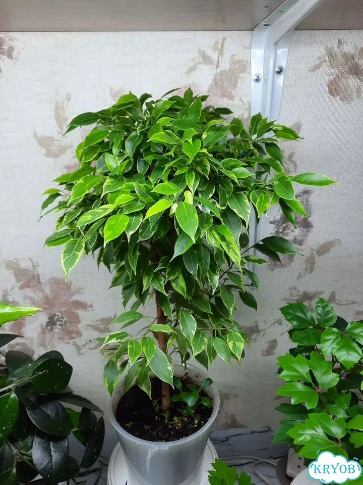 Низкорослый мелколистный фикус фото 3