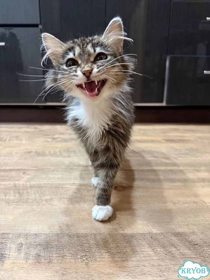 Сибирский котёнок фото 1