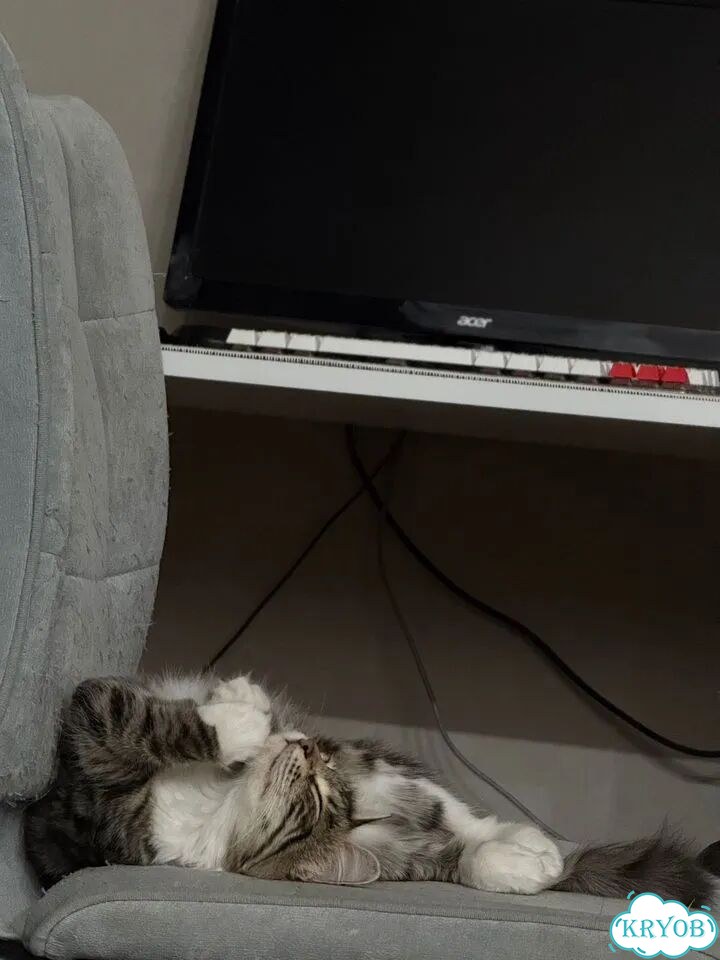 Сибирский котёнок фото 2