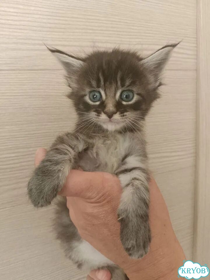 Мейн-кун котёнок фото 1