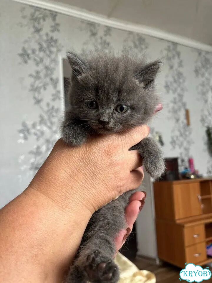 Шотландский вислоухий короткошёрстный котёнок фото 1