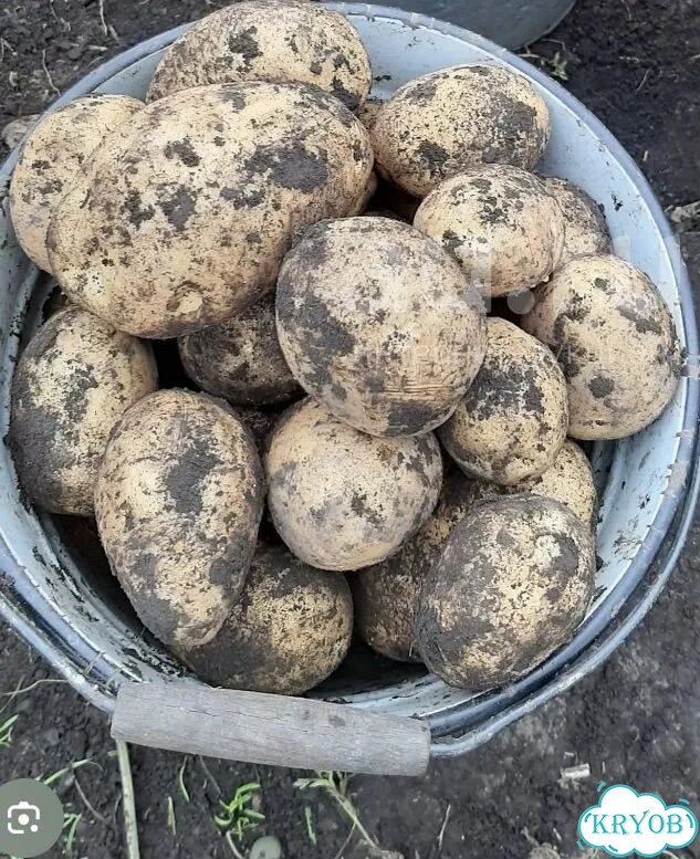 Продам картофель домашний фото 1